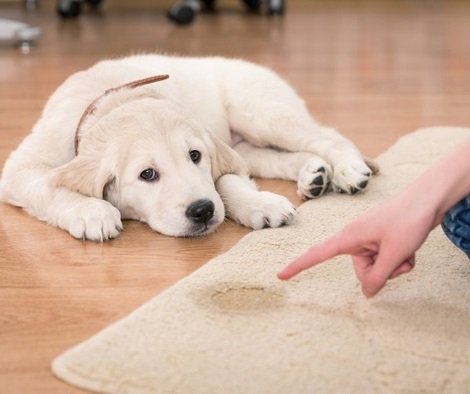 Carpet Odours